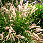 Pennisetum orientale - Fountain Grass, Pennisetum - 2nd Image