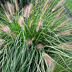 Pennisetum alopecuroides - Woodside - Fountain grass