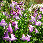 Penstemon - Alice Hindley - Penstemon