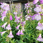 Penstemon - Catherine De La Mere - Beard Tongue