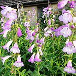 Penstemon - Catherine De La Mere - Beard Tongue - 2nd Image