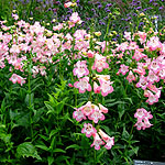 Penstemon fujiyama - Yayama - Penstemon - 2nd Image