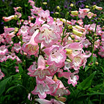 Penstemon fujiyama - Yayama - Penstemon