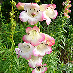 Penstemon - Osprey - Beard Tongue