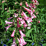 Penstemon - Pennington Gem - Beard Tongue