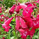 Penstemon - Port Wine - Penstemon