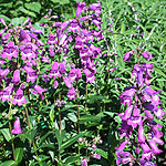 Penstemon - Sour Grapes