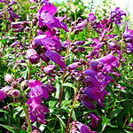 Penstemon - Sour Grapes - 2nd Image