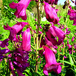 Penstemon - Countess of Dalkeith - Penstemon