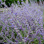 Perovskia atriplicifolia - Blue Spire - Turkish Sage