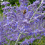 Perovskia atriplicifolia - Blue Spire - Turkish Sage - 2nd Image