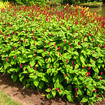 Persicaria amplexicaulis - Blotau - Bistort, Persicaria