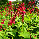 Persicaria amplexicaulis - Blotau - Bistort, Persicaria - 2nd Image