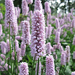 Persicaria bistorta - Bistort