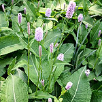 Persicaria bistorta - Superba - Knotweed