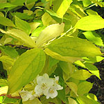 Philadelphus coronarius - Aureus - Golden Mock Orange - 2nd Image