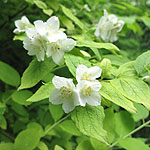 Philadelphus coronarius - Aureus - Golden Mock Orange