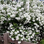 Philadelphus - Buckleys Quill - Mock Orange, Philadelphus