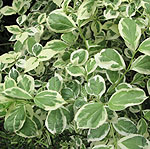 Philadelphus coronarius - Variegatus - Variegated Mock Orange - 2nd Image