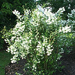 Philadelphus - Lemoinei Erectus - Mock Orange, Philadelphus - 2nd Image