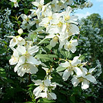 Philadelphus - Lemoinei Erectus - Mock Orange, Philadelphus