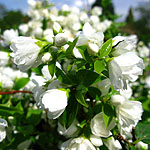 Philadelphus - Manteau d Hermine - Mock Orange, Philadelphus - 2nd Image