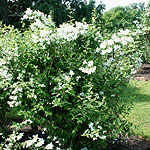 Philadelphus - Mont Blanc - Mock Orange, Philadelphus - 2nd Image