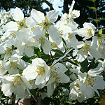 Philadelphus - Mont Blanc - Mock Orange, Philadelphus