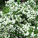 Philadelphus - Manteau d Hermine - Mock Orange, Philadelphus