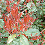 Photinia x fraseri - Red Robin - 2nd Image