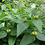 Phlomis cashmeriana - Jerusalem Sage, Phlomis