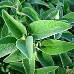 Phlomis chrysophylla - Jerusalem Sage - 2nd Image