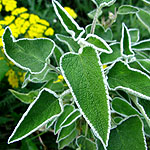 Phlomis leucophracta - Jerusalem Sage