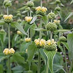 Phlomis russeliana