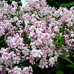 Phlox paniculata - Discovery