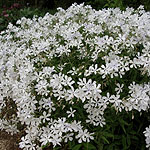 Phlox divaricata - May Breeze - 2nd Image