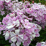 Phlox paniculata - Franz Schubert - Phlox