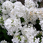 Phlox grandiflora - Phlox