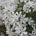 Phlox divaricata - May Breeze