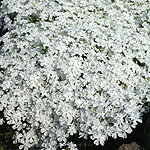 Phlox bifida - Minima Colvin