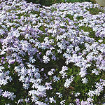 Phlox subulata - Oakington Blue Eyes