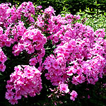 Phlox paniculata - Eva Cullum - Phlox - 2nd Image