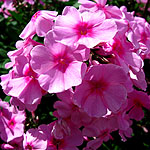 Phlox paniculata - Eva Cullum - Phlox