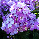 Phlox paniculata - Sky Light - Phlox