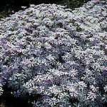 Phlox  bifida - Petticoat