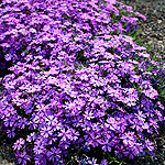 Phlox subulata - Purple Beauty