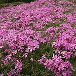 Phlox subulata - Nettleton Variation - Phlox - 2nd Image