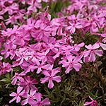 Phlox subulata - Nettleton Variation - Phlox