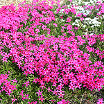 Phlox subulata - Tamaongelei