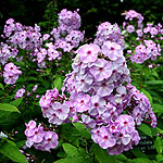 Phlox paniculata - Victorian Lilac - Perennial Phlox